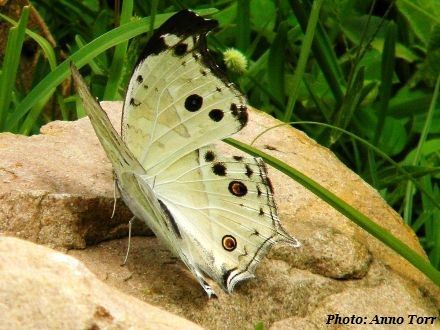 IOG-Pearl-Charaxes